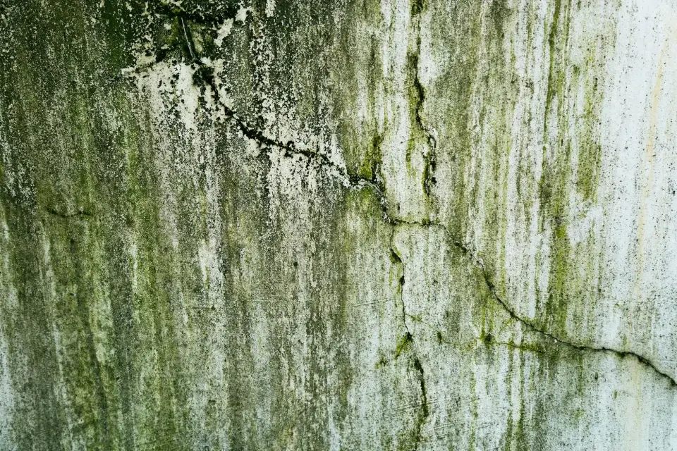Our Story: Dedicated to Mold-Free Living in Austin, TX